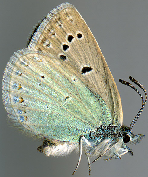 http://www.gorodinski.ru/lycaenidae/Albulina felicis.jpg